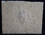 Scarabaeides deperditus GERMAR 1839 - Bild &copy; FossNet FossilienStore